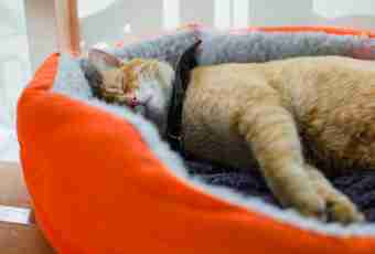Why cats sleep much