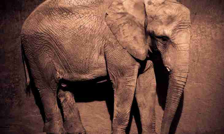 Why elephants are afraid of mice