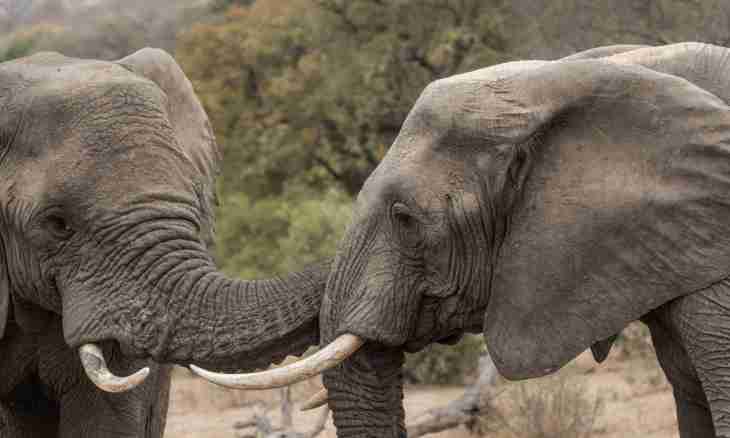 How to call an elephant