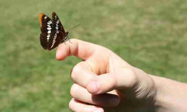 Why it is impossible to catch butterflies