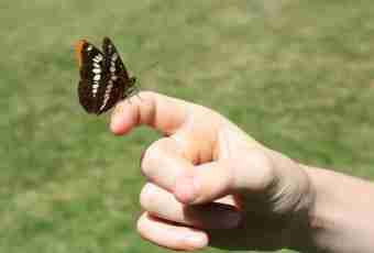 Why it is impossible to catch butterflies