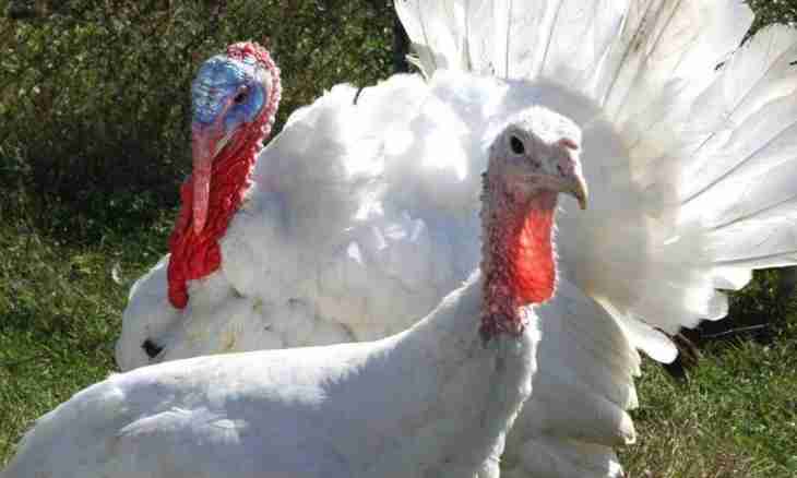 How to feed turkey-cocks