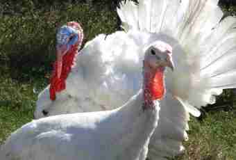 How to feed turkey-cocks
