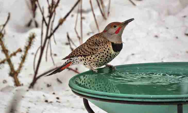 What to feed birds in the winter with