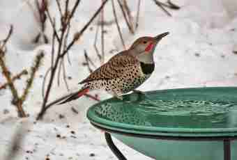 What to feed birds in the winter with
