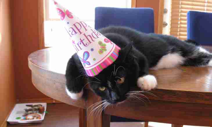 How to celebrate a birthday of a cat
