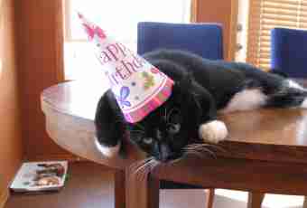 How to celebrate a birthday of a cat