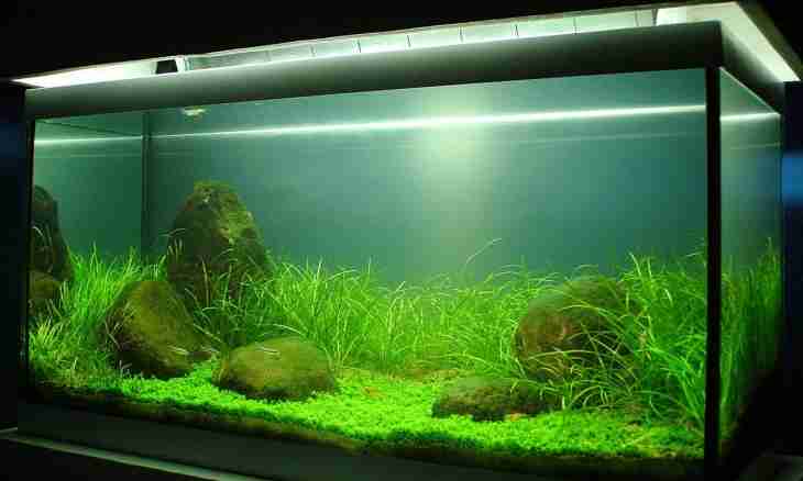Whether plants in an aquarium without soil can breed