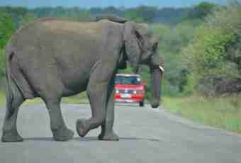 Why at an elephant a long trunk