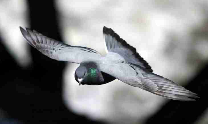 Why pigeons fly on a balcony