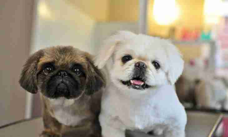 How to feed a puppy of a Pekinese