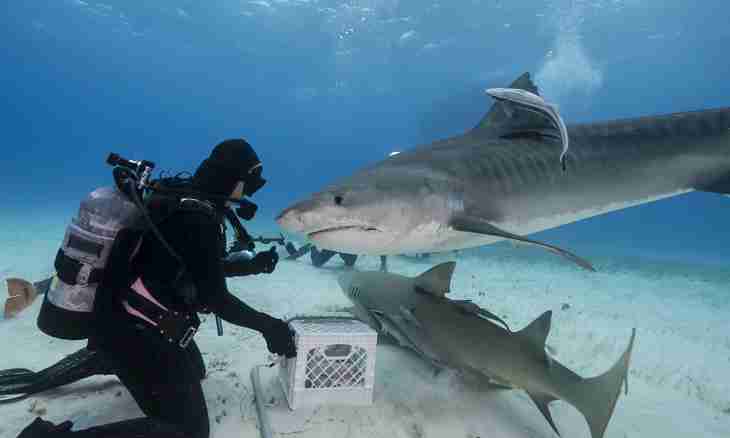 How to behave with sharks