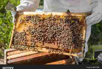 How to prepare bees for a wintering