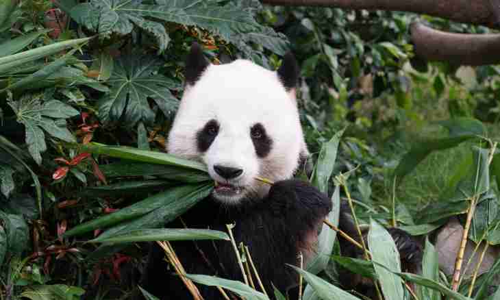 How many teeth at a panda