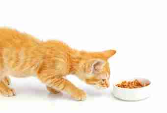 How to feed kittens without cat