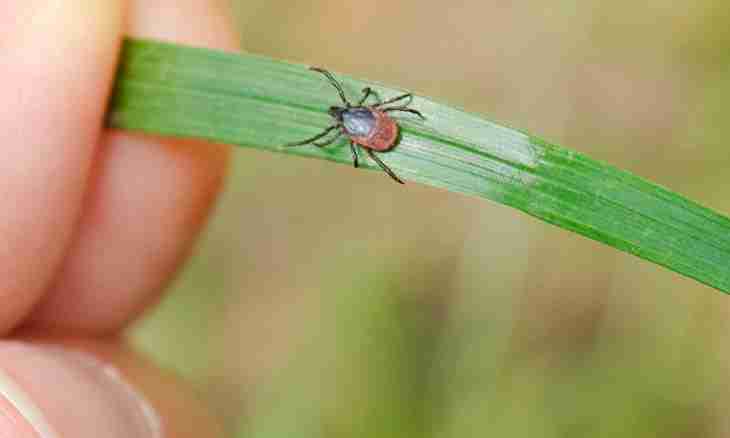 How to struggle with a web tick