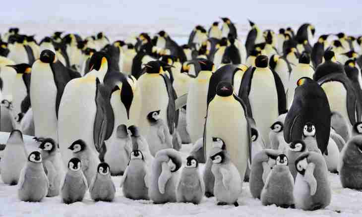 Why at penguins paws do not freeze