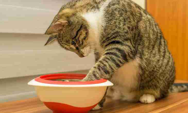 Why the cat drinks much