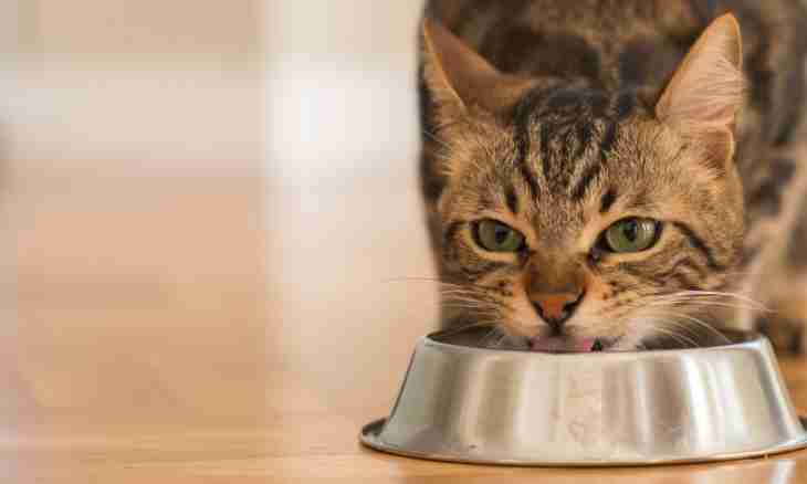 Whether it is possible to feed a domestic cat with crude meat