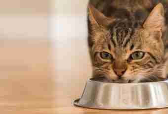 Whether it is possible to feed a domestic cat with crude meat