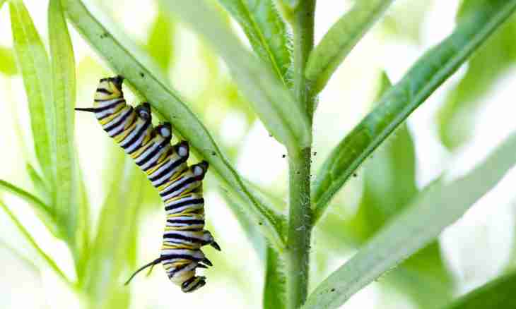 How to grow up a butterfly from a caterpillar