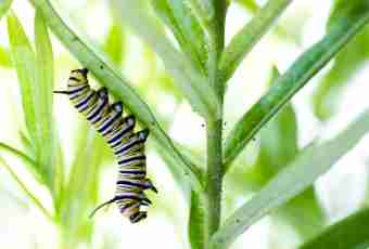 How to grow up a butterfly from a caterpillar