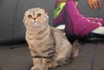 How to feed a Scottish Fold