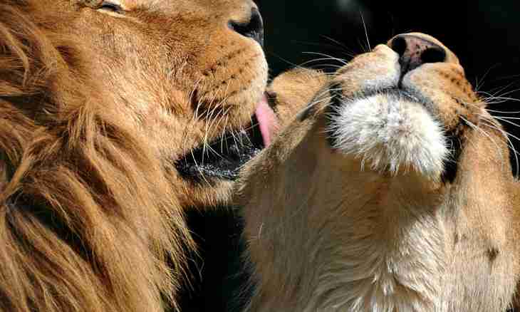 What animals kiss