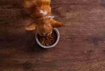 How to make dry cat food and dogs the hands