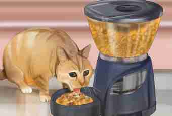 How to feed a cat it is correct