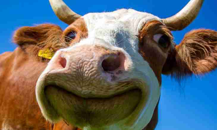 Why cows constantly chew