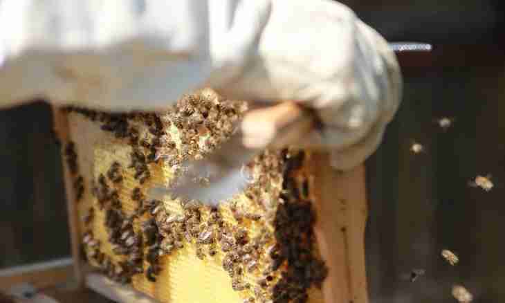 How to feed bees in the winter and than