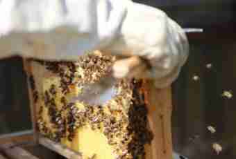 How to feed bees in the winter and than