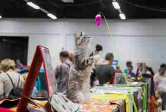 How to organize an exhibition of cats