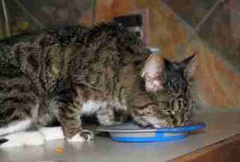How to feed a cat with an urolithic disease