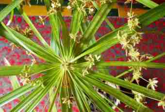 Cyperus: leaving and reproduction