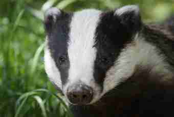 As the badger looks