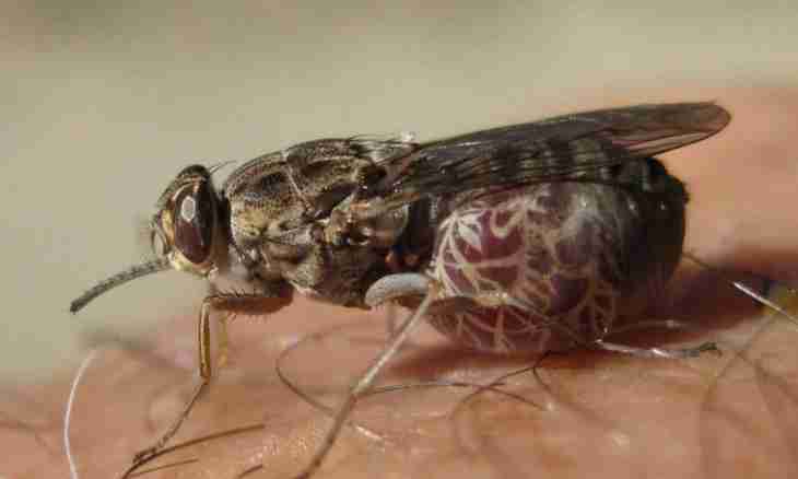 Tsetse fly - a scourge of Africa