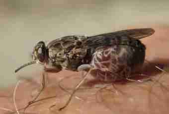 Tsetse fly - a scourge of Africa
