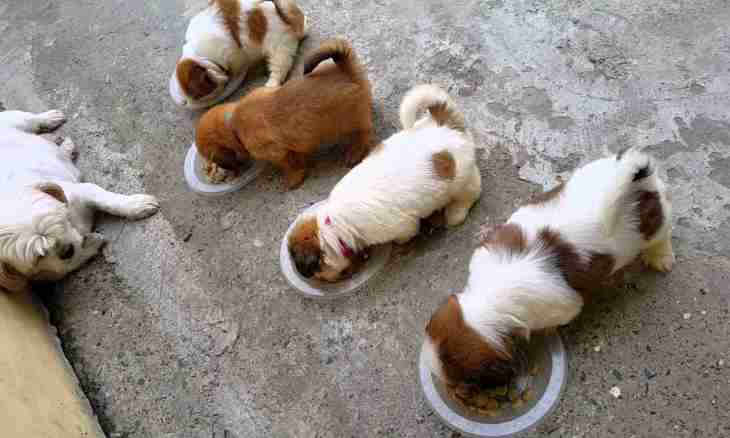 How to feed little puppies