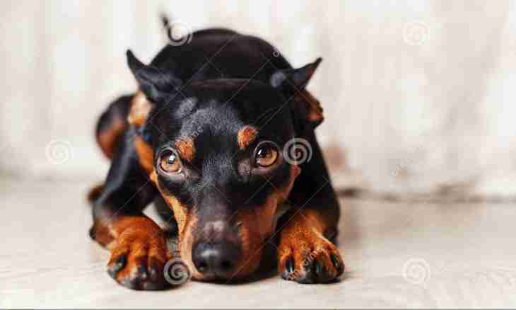 How to feed a puppy of a dwarfish pinscher