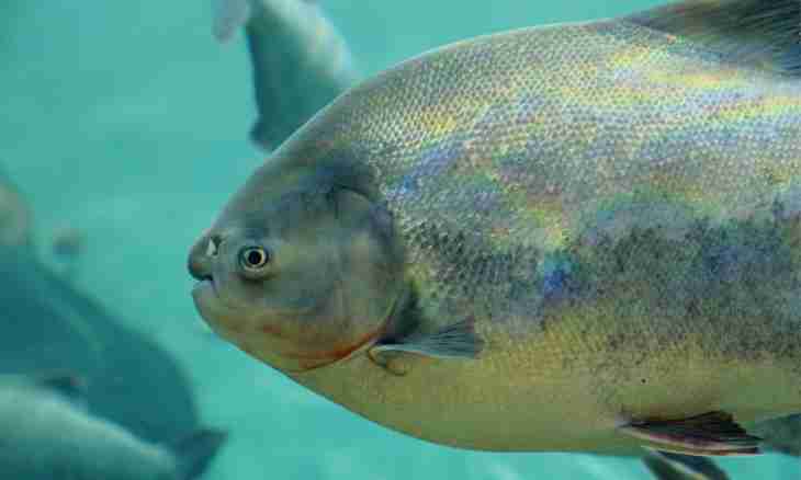What fish of a pacu is
