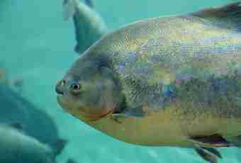 What fish of a pacu is
