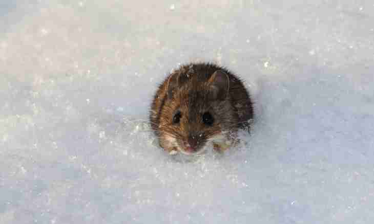 As mice winter