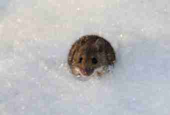 As mice winter