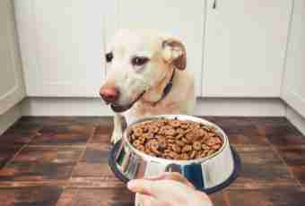 What to feed a puppy of a Labrador with