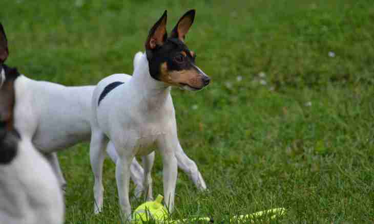 How to feed toy terriers
