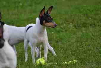 How to feed toy terriers