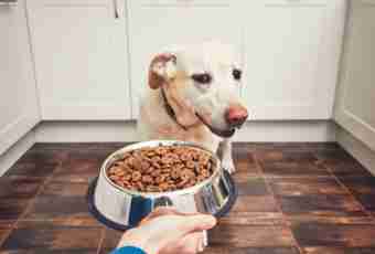 Whether it is possible to feed dogs with usual food