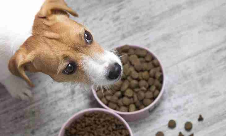 How to accustom a puppy there is a dry feed